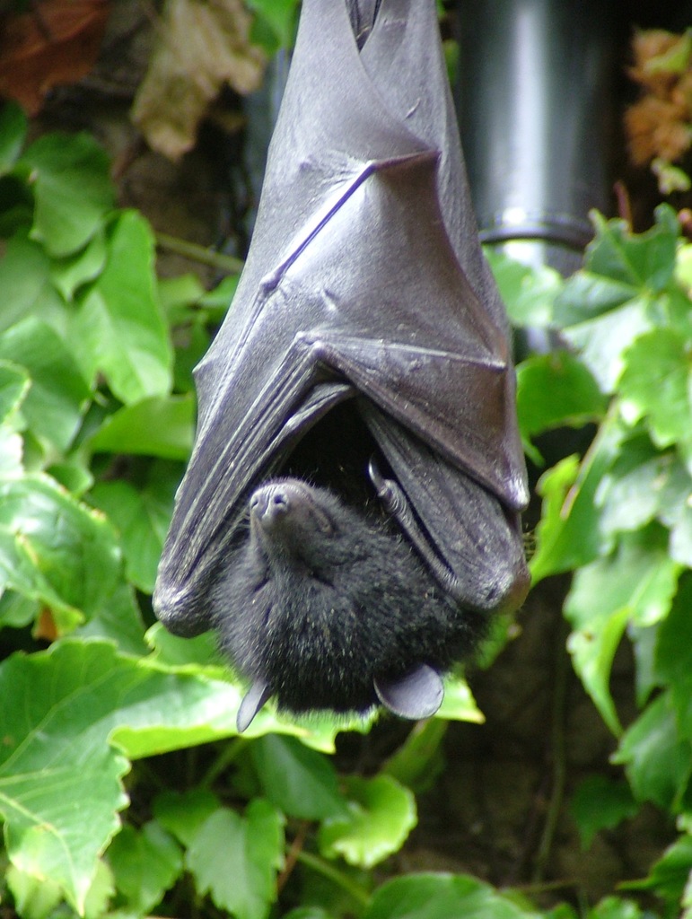 Comoro Black Flying Fox Bats Of Africa · Inaturalist