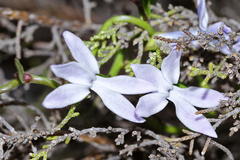 Cyphia volubilis volubilis