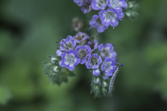 Phacelia rupestris