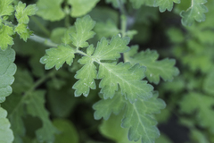 Phacelia rupestris