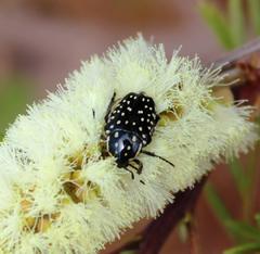 Oxythyrea testaceoguttata