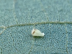 Caryomyia eumaris