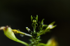 Malaxis brachyrrhynchos