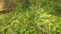 Utricularia uliginosa