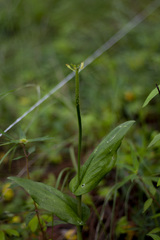 Malaxis brachyrrhynchos