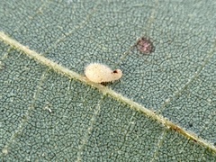 Caryomyia eumaris