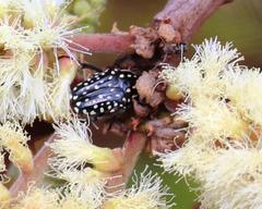 Oxythyrea testaceoguttata