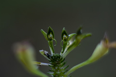 Malaxis brachyrrhynchos