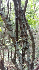 Strychnos angustiflora