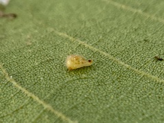 Caryomyia eumaris