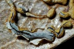 Physarum hongkongense