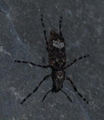 Chirotenon longimanus