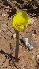 Zephyranthes longifolia