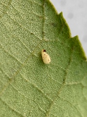 Caryomyia eumaris