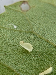 Caryomyia eumaris