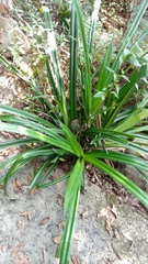 Pandanus austrosinensis