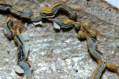 Physarum hongkongense