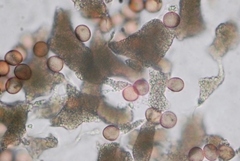 Physarum hongkongense