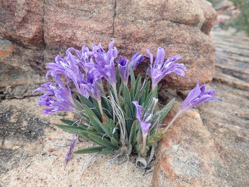 Babiana framesii