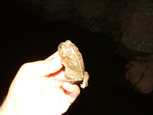 Odontophrynus americanus