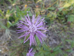 Centaurea