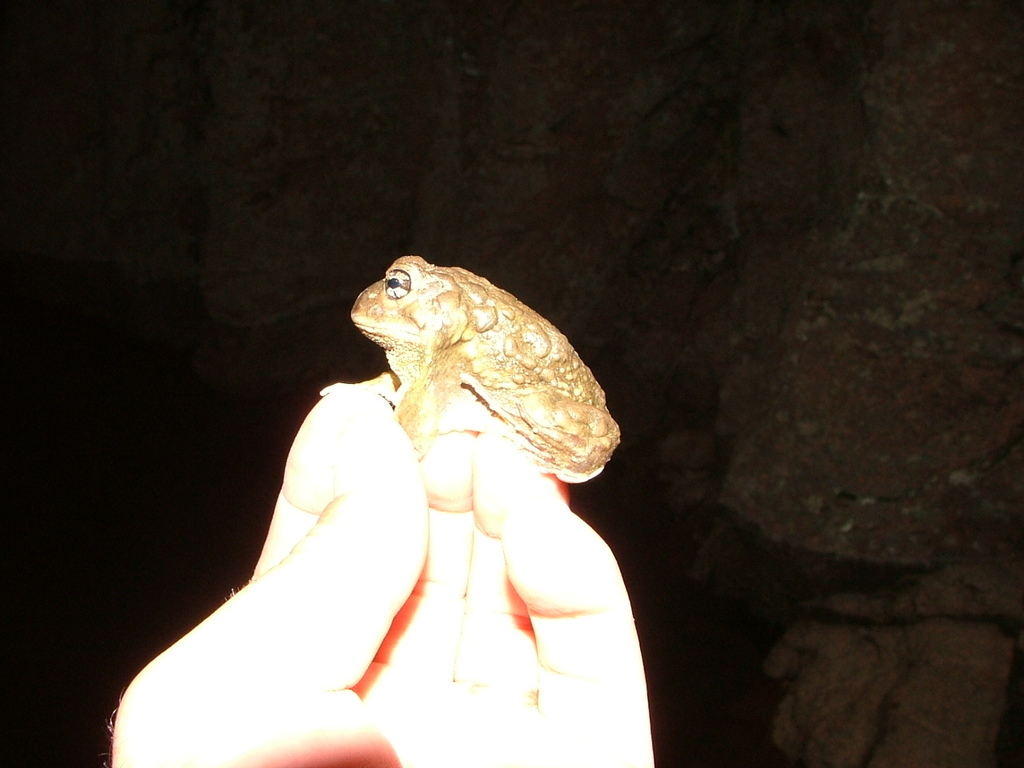 Common Lesser Escuerzo