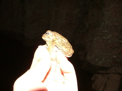 American Ground Frog photo 2