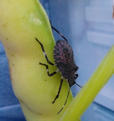 Halyomorpha halys