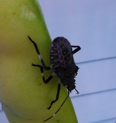 Halyomorpha halys