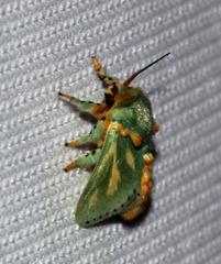 Coenobasis amoena