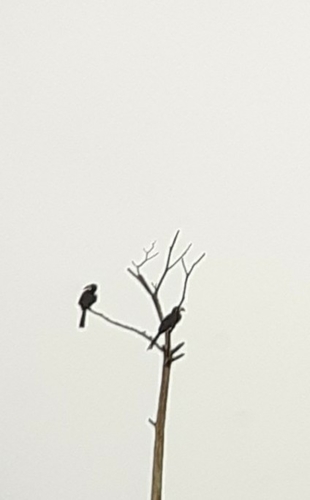 West African Pied Hornbill