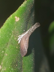 Lycoderes