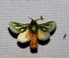 Coenobasis amoena
