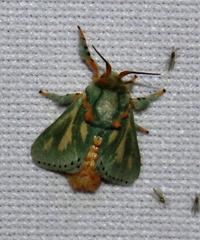 Coenobasis amoena