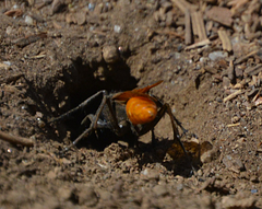 Palmodes praestans