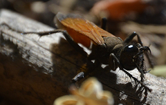 Palmodes praestans