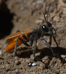 Palmodes praestans