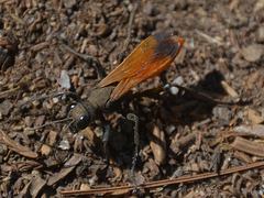 Palmodes praestans