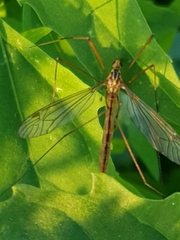 Nephrotoma scurra