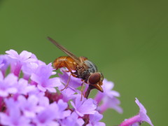Rhingia rostrata