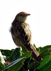 Sphenoeacus afer natalensis