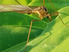 Nephrotoma scurra