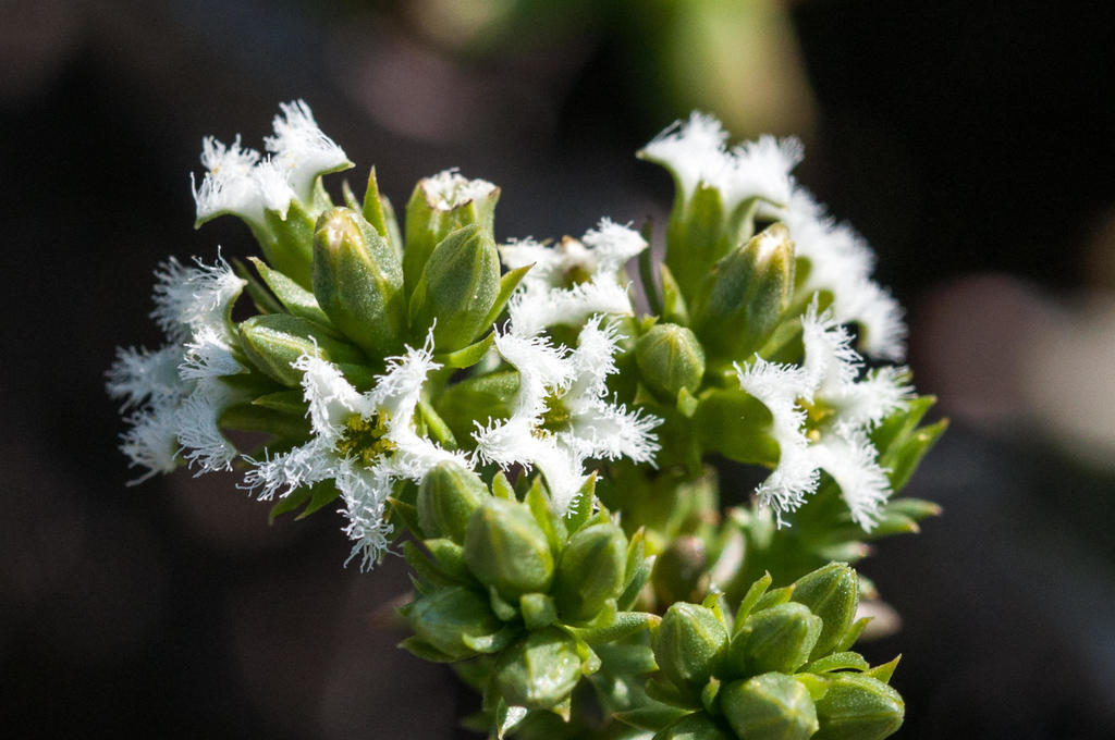 Green Rootthug