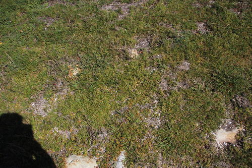 Pharnaceum cordifolium (Pharnaceum cordifolium)