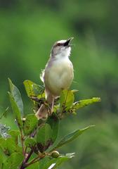 Prinia subflava affinis
