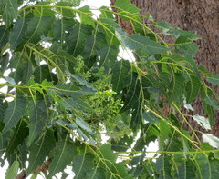 Ailanthus excelsa