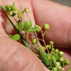 Pharnaceum cordifolium