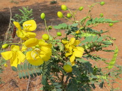 Senna auriculata