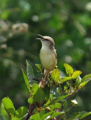 Prinia subflava affinis