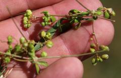 Pharnaceum cordifolium